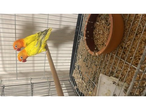 Genç mutasyon cennet papağanları nadide renkler