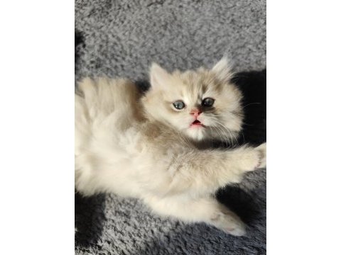 Full şecereli dişi yavru british longhair