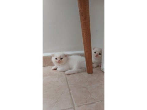 Scottish fold/ british shorthair yavrular