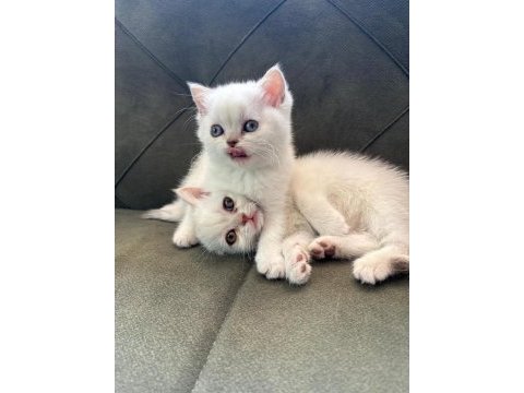 British longhair 3 aylık dişi