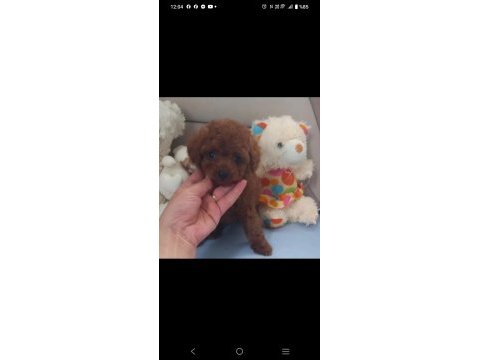 Pafuduk pafuduk poodle yavrular sizleri bekliyor