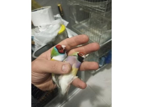Goldian finch hazır takımlar