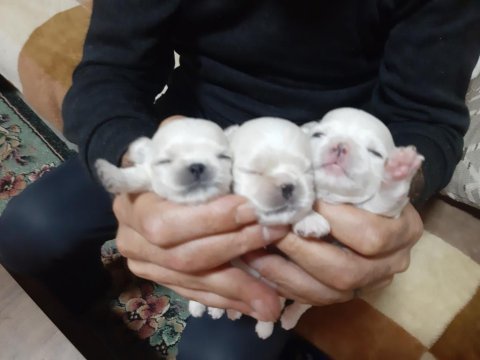 Neşeli chihuahua bebekler