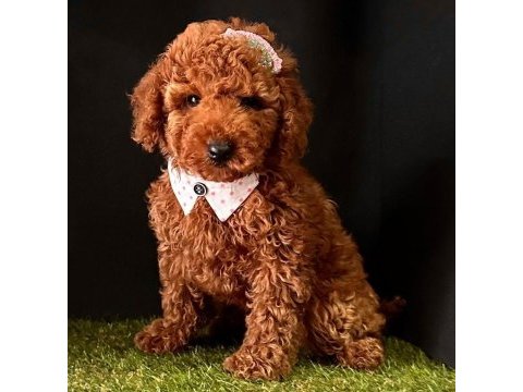 Sevimli toy poodle yavrularımız