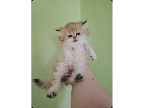 British longhair kedisi