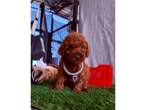 Safkan toy poodle bebekler