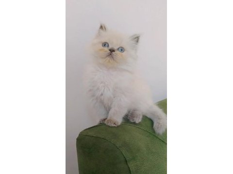 Aşık olacaksınız british longhair