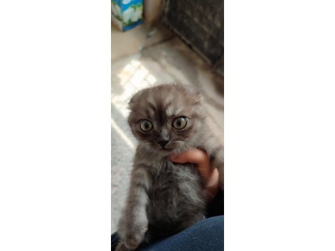 Tatlı yavru scottish fold