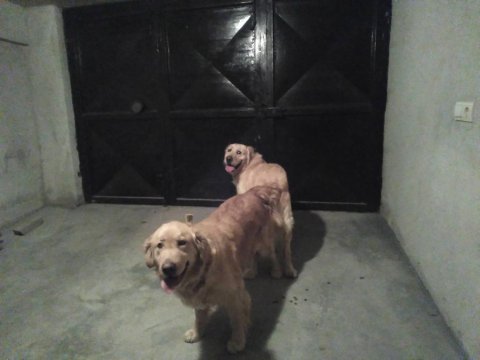 30 günlük orjinal baby face golden retriever yavrumuz