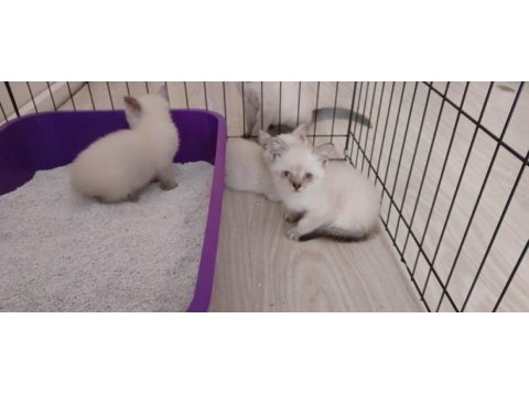 British shorthair blue point yavrular