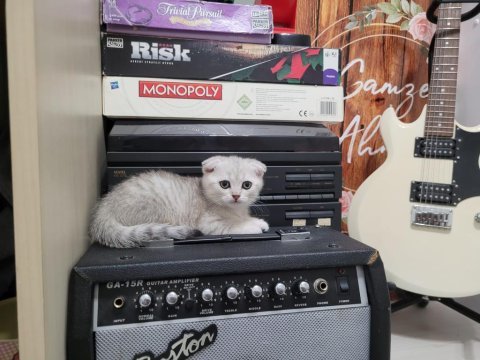Scottish fold ve british yavru kediler