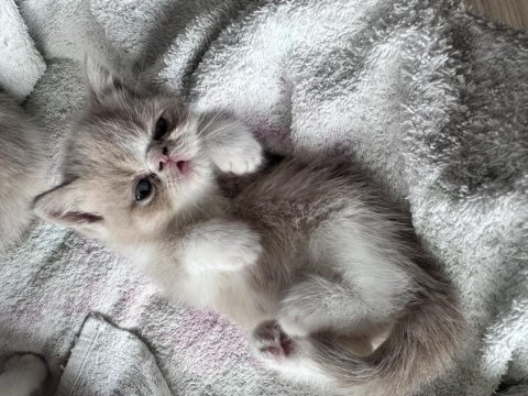 Harika exotic shorthair bebekler