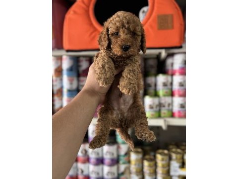 Toy poodle kore kan yavrularımız ilk aşıları yapıldı