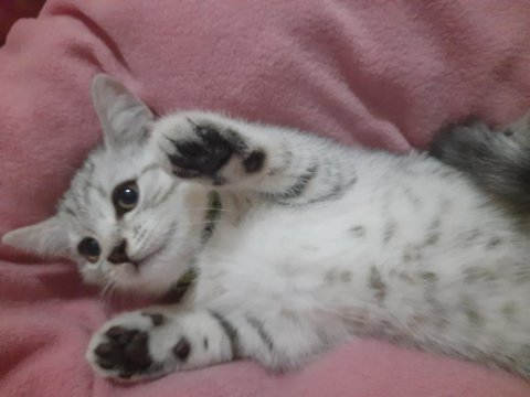 British shorthair yavrular