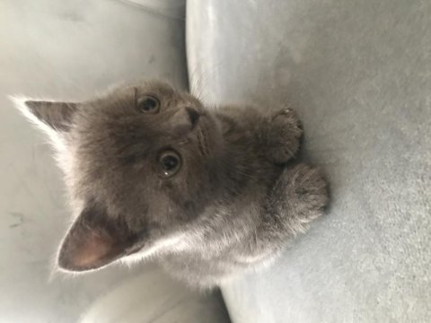British shorthair yavrularımız yuvalarını arıyor