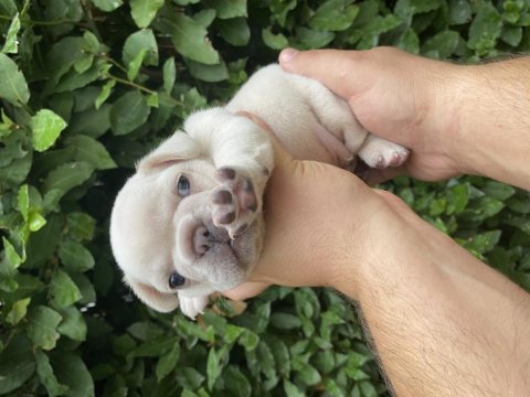 Güncel kaliteli french bulldog yavrular