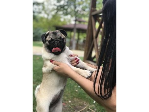 Safkan pug