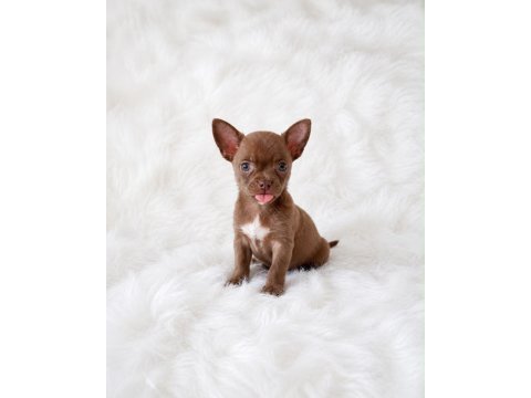 Apple head mini chihuahua