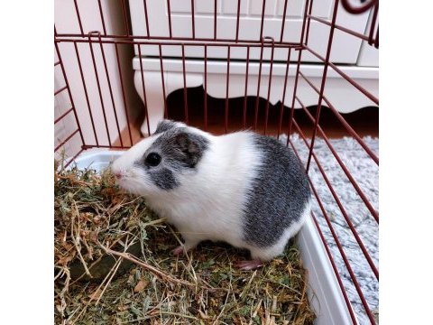 Ginepig