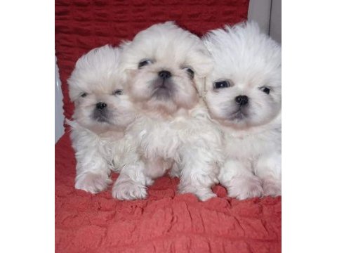 Maltese yavrular