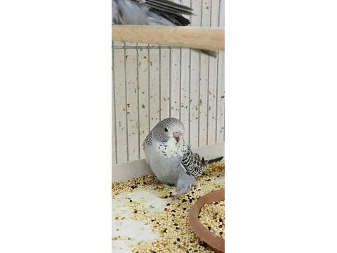 Yeni yeme düşen şov muhabbet kuşu yavrular