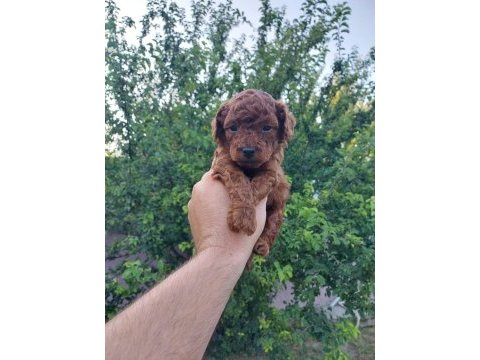 Red brown kore safkan toy poodle yavrularımız