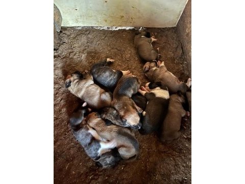Baba cane corso anne presa canario yavrular 9 adet