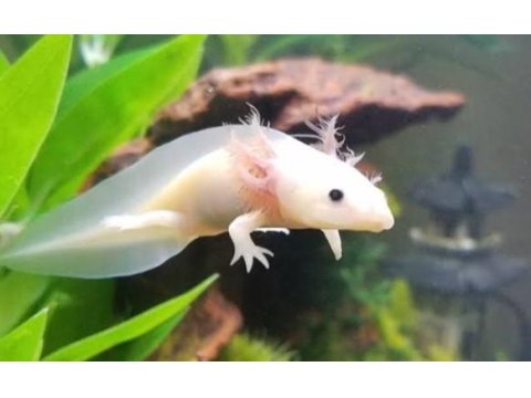 Yavru ve yetişkin axolotl mevcuttur