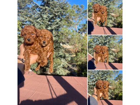 Yine efsane poodle yavrularımız hazır