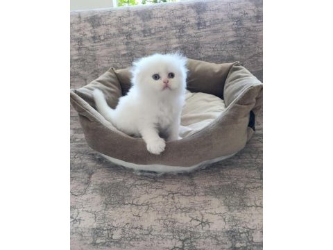 Scottish fold yavrularım