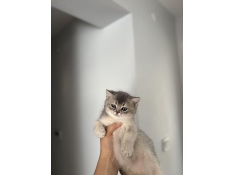 Safkan brıtısh shorthair yavrularım 