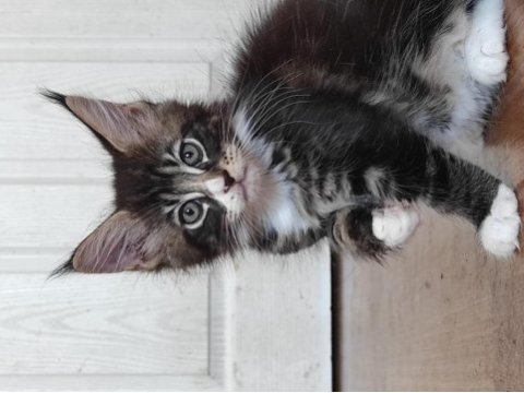 Gift of kings cattery maine coon yavrular