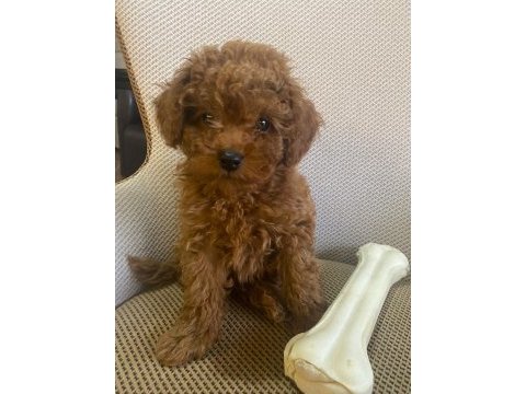 Toy poodle yavrularımız ömürlük aileleri bekliyor