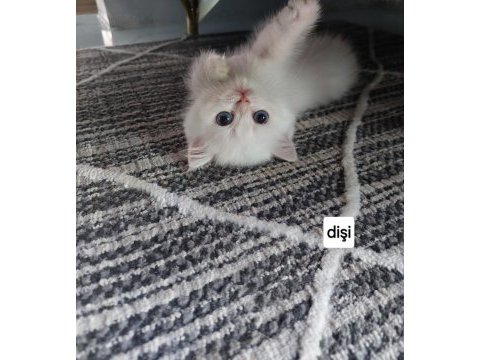 Efsane güzellikte british shorthair bebekler