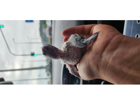 Conure parrot