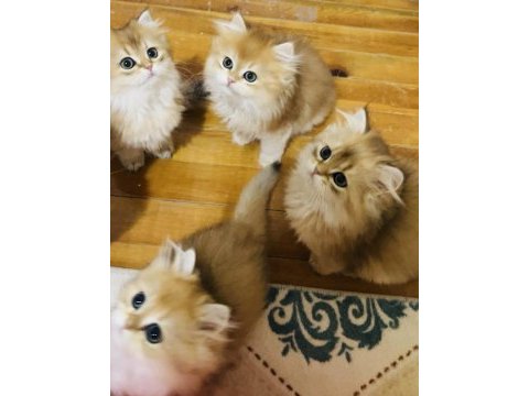 British longhair ny 11 ve ny12
