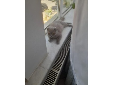 Scottish fold dişi yavru