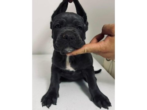 Cane corso yavru