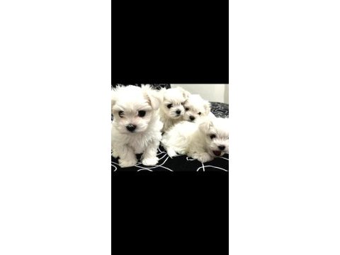 0 numara maltese bebeklerimiz