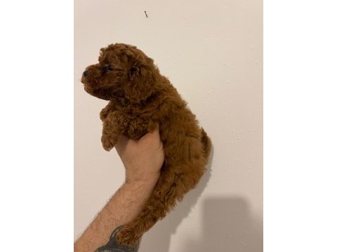 Kore kan poodle yavrular