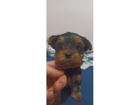 Yorkshire terrier bebeklerimiz sahiplendirilecektir