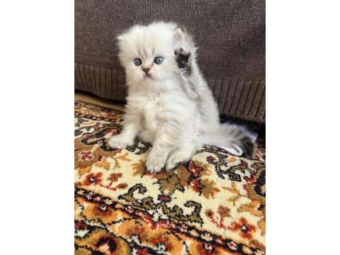 Pofuduk dişi ve erkek mavi gözlü bebek kediler