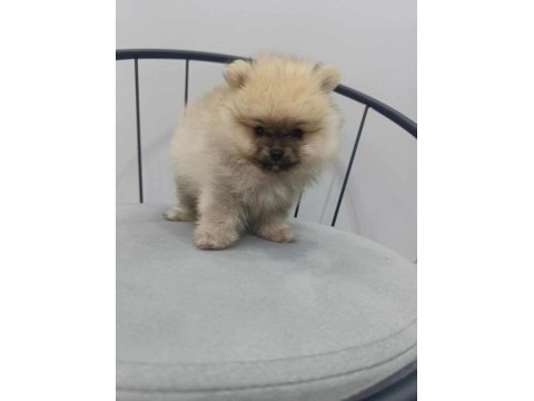 Pomeranian boo köpeklerimiz