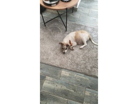 4 aylık dişi rus finosu eskişehir içi ücretsiz
