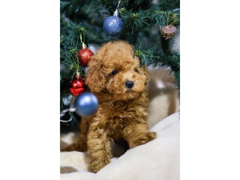Yeni yıla yeni bir toy poodle dostla başlangıç yapın