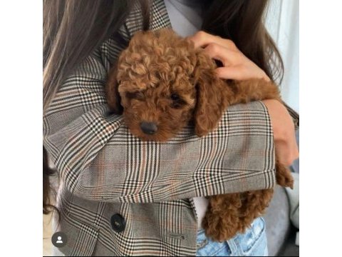 Safkan toy poodle yavru