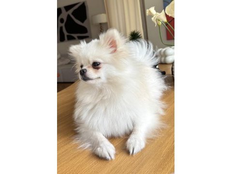 Antalyada dişi pomeranian sahiplendirmek istiyorum