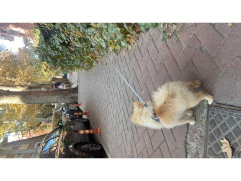 Pomeranian 9 aylık