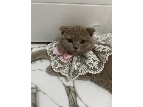 Acil sahiplendirme scottish fold