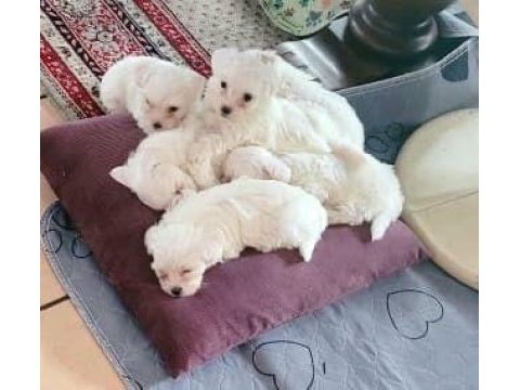Maltese terrier evimin neşeli sevgi yumaklarımız